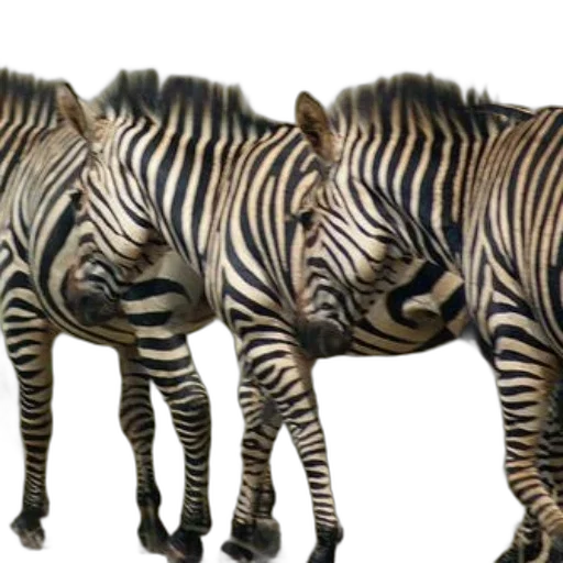 animal, creature, photorealistic, 3d render transparent PNG cut-out