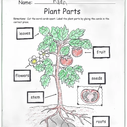 tree, worksheet, titled, plant transparent PNG cut-out