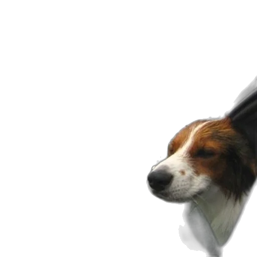 animal, creature, staff, umbrella transparent PNG cut-out