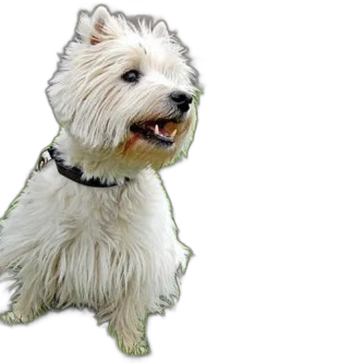 animal, creature, staff, photorealistic transparent PNG cut-out
