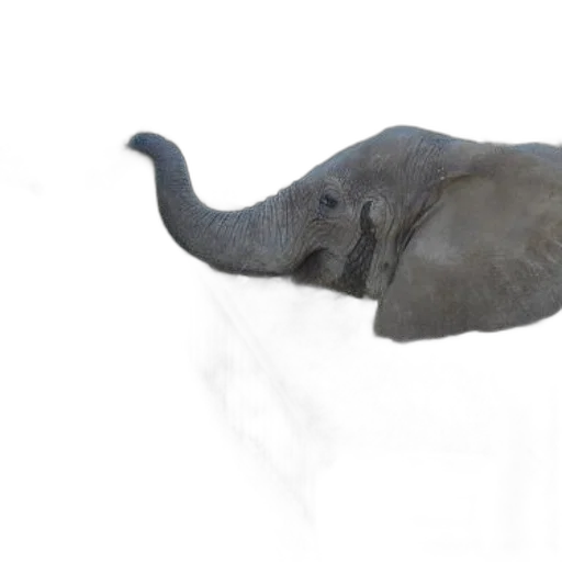 animal, creature, hat, staff transparent PNG cut-out