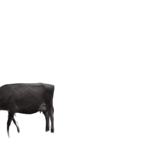 animal, creature, furniture, food transparent PNG cut-out