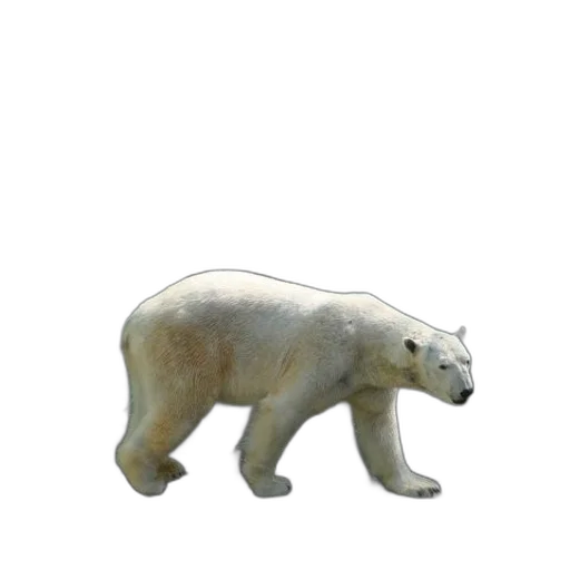 animal, creature, staff, face transparent PNG cut-out