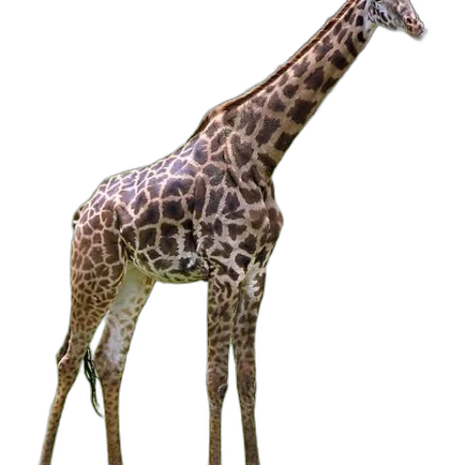 animal, creature, staff, weapon transparent PNG cut-out