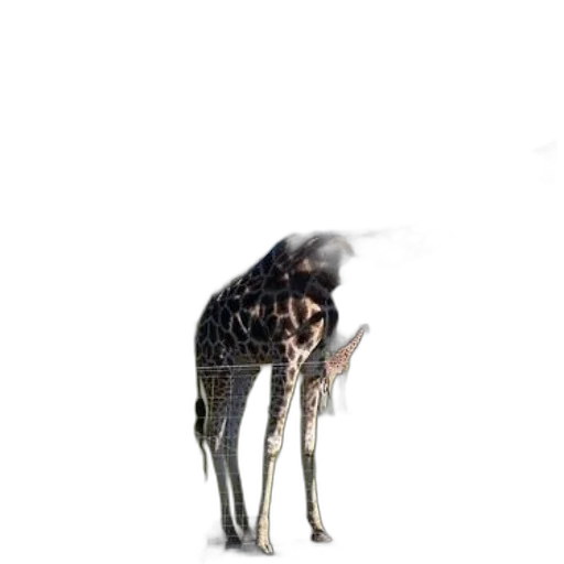 creature, animal, dragon, hair transparent PNG cut-out