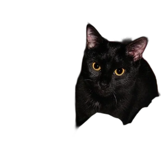 animal, creature, mask, hat transparent PNG cut-out