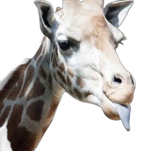animal, creature, face, mask transparent PNG cut-out