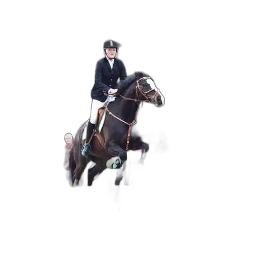 staff, animal, rider, horse transparent PNG cut-out