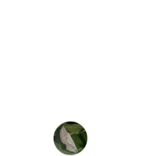 hat, animal, staff, weapon transparent PNG cut-out
