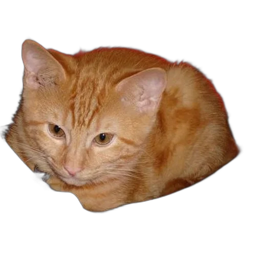 animal, staff, creature, face transparent PNG cut-out