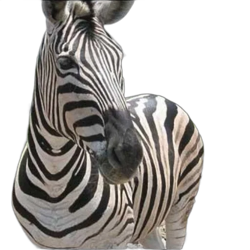 animal, jewelry, furniture, 3d render transparent PNG cut-out