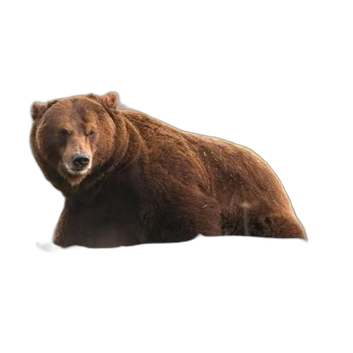animal, creature, furniture, face transparent PNG cut-out