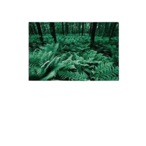 tree, dragon, creature, animal transparent PNG cut-out
