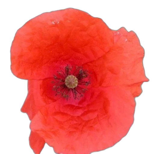 flower, hat, crown, face transparent PNG cut-out
