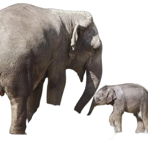 animal, photorealistic, concept art, 3d render transparent PNG cut-out