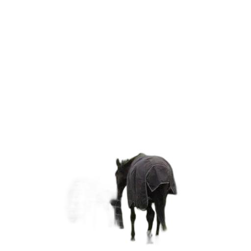 animal, creature, hat, staff transparent PNG cut-out