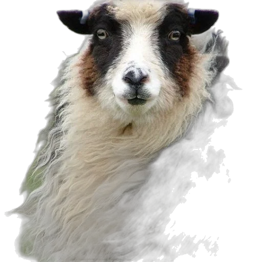 animal, creature, face, staff transparent PNG cut-out