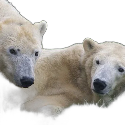 animal, photorealistic, concept art, 3d render transparent PNG cut-out