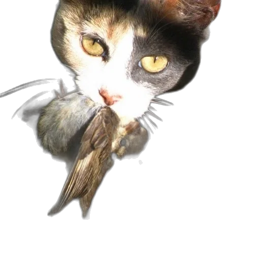 animal, hat, staff, creature transparent PNG cut-out