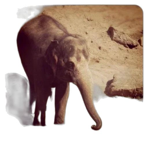 animal, creature, weapon, staff transparent PNG cut-out
