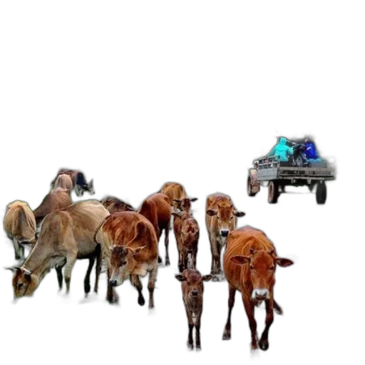 car, animal, furniture, staff transparent PNG cut-out