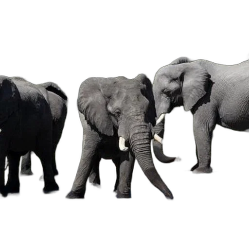 animal, concept art, photorealistic, 3d render transparent PNG cut-out
