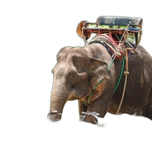 robot, animal, car, majestic transparent PNG cut-out