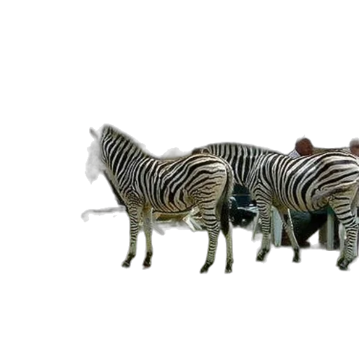 animal, creature, staff, jewelry transparent PNG cut-out