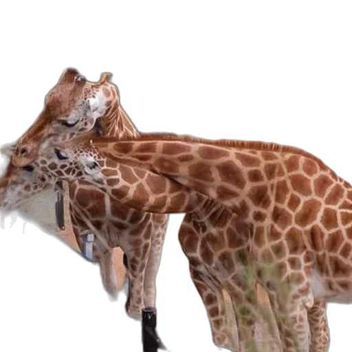 animal, creature, giraffes, zebra transparent PNG cut-out