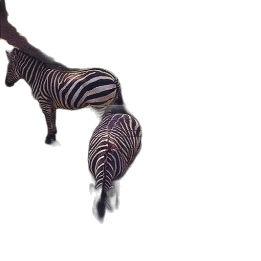 animal, creature, dragon, shoes transparent PNG cut-out