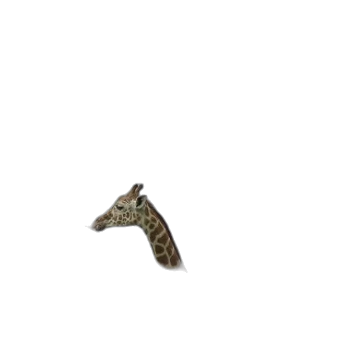 animal, dragon, creature, staff transparent PNG cut-out