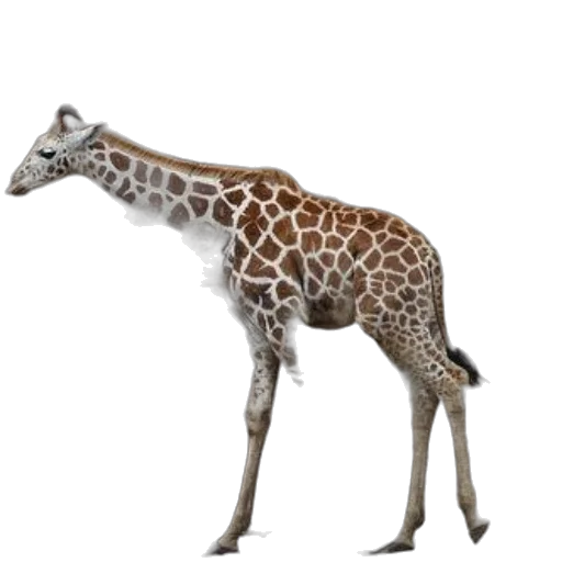 animal, creature, staff, weapon transparent PNG cut-out