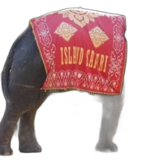 animal, 3d render, elephant, wearing transparent PNG cut-out