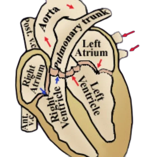 jewelry, anatomical, diagram, human transparent PNG cut-out