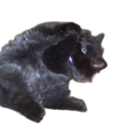 creature, animal, hair, staff transparent PNG cut-out