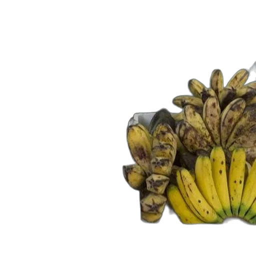 crown, food, flower, animal transparent PNG cut-out