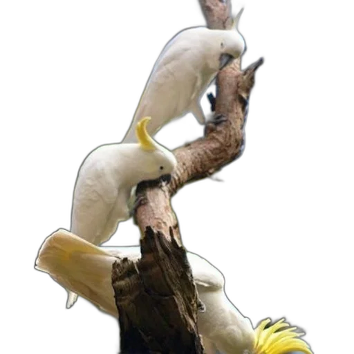 staff, animal, creature, hair transparent PNG cut-out