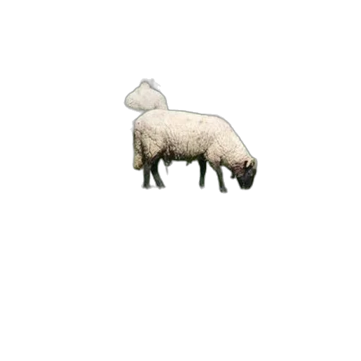 animal, creature, food, weapon transparent PNG cut-out