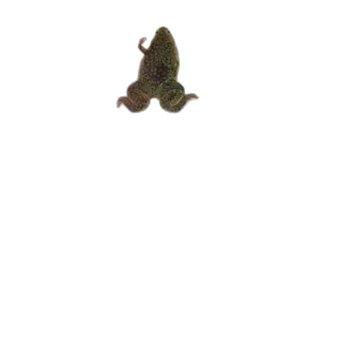 animal, creature, dragon, hat transparent PNG cut-out