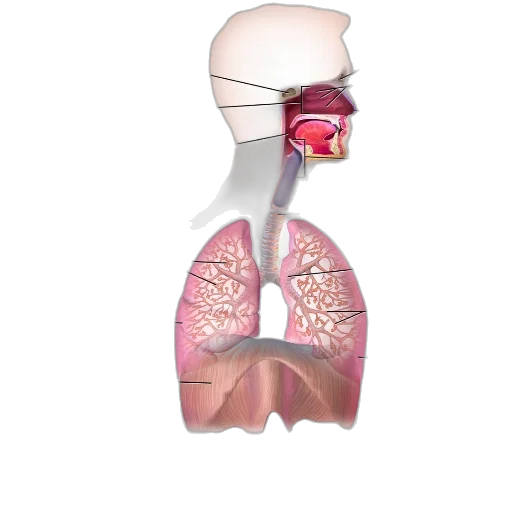 mask, bottle, robot, 3d render transparent PNG cut-out