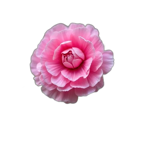 flower, jewelry, crown, staff transparent PNG cut-out