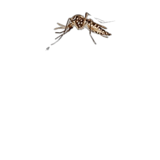 animal, creature, jacket, hair transparent PNG cut-out