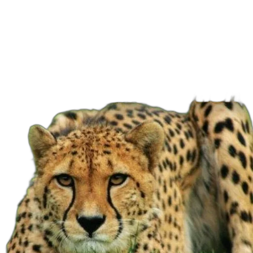 animal, creature, crown, jewelry transparent PNG cut-out