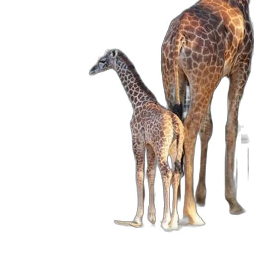 animal, creature, 3d render, concept art transparent PNG cut-out