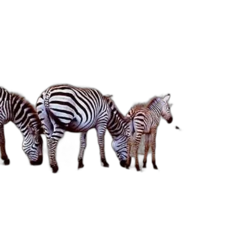animal, creature, furniture, shoes transparent PNG cut-out
