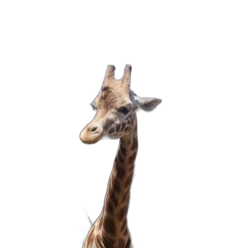 animal, creature, staff, face transparent PNG cut-out