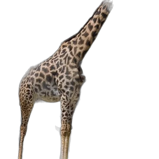 animal, creature, staff, shoes transparent PNG cut-out