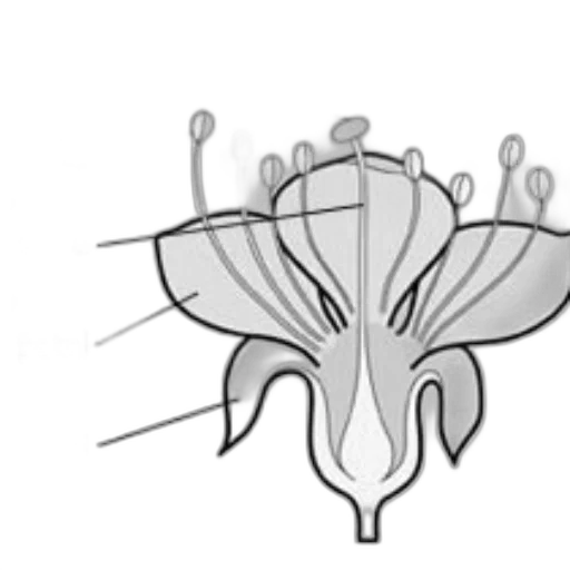 crown, hair, mask, flower transparent PNG cut-out