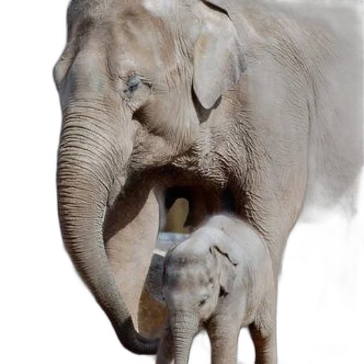 animal, creature, photorealistic, concept art transparent PNG cut-out
