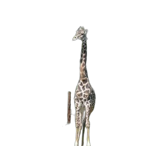 animal, staff, creature, weapon transparent PNG cut-out